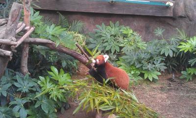 Pandahaus im Ocean Park